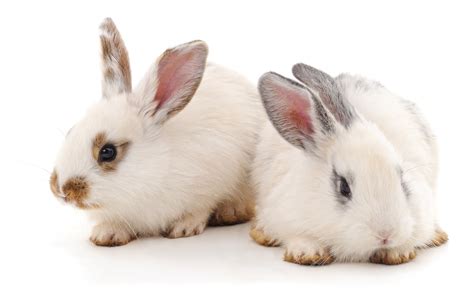 The 6 Easiest Rabbit Breeds to Take Care Of – Rabbit Informer