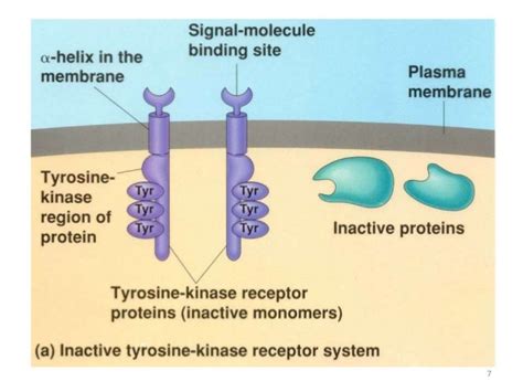 Tyrosine Kinase Inhibitors