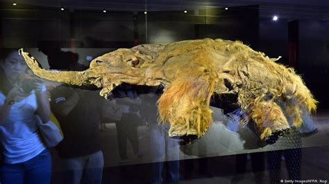 Japanese scientists make breakthrough in cloning a woolly mammoth | Asia| An in-depth look at ...