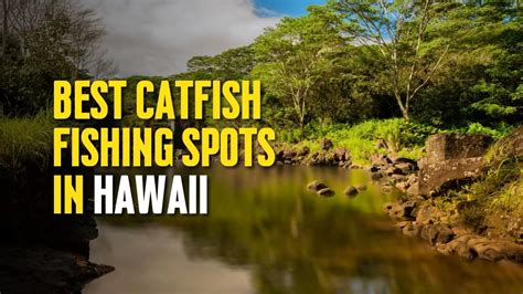 Best Catfish Fishing Spots in Hawaii - The Outdoor Tips