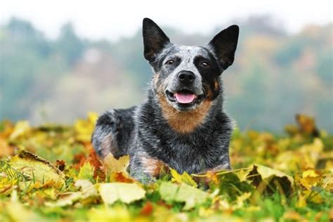 Rasseportrait: Australian Cattle Dog - Charakter & Eigenschaften | Deine-Tierwelt.de Magazin