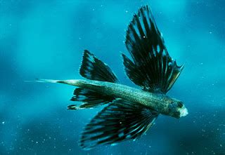 About Animals of our Planet: About Flying Fish / Exocoetidae