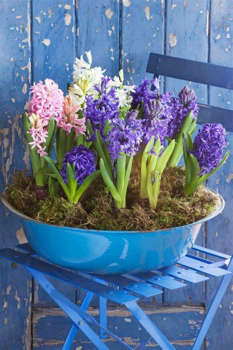 Mod Vintage Life: Potted Hyacinths