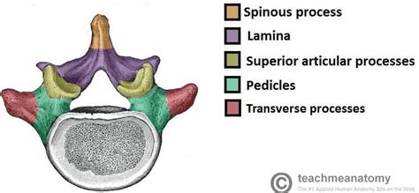 Vértebras cervicais – Anatomia papel e caneta