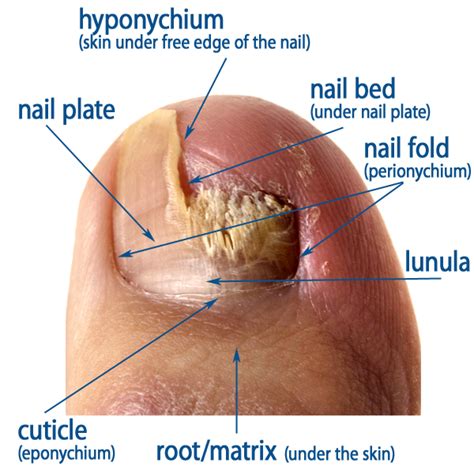 Nail Anatomy | Nail and Toe