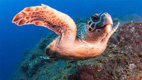 Sea turtles and their habitats are being monitored from space - Yucatán Magazine