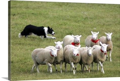 Border Collie herding sheep Photo Canvas Print | Great Big Canvas