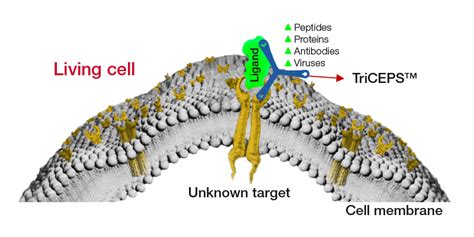 Ligand-receptor binding Services – Ligand-receptor binding