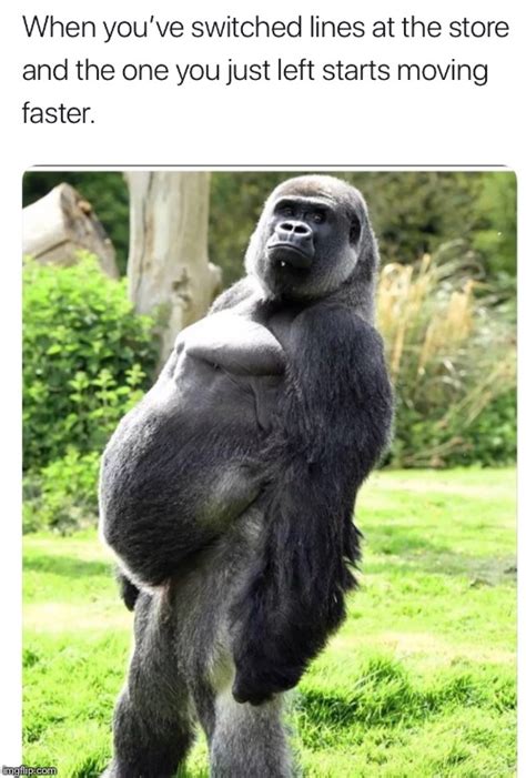 Funny Gorilla Meme