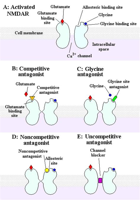 Rewriting a Receptor's Role - Neuroscience News