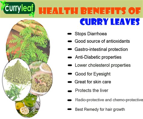 Curry Leaf Tree Origin And Its Nutritional Value - Veggies Info ...