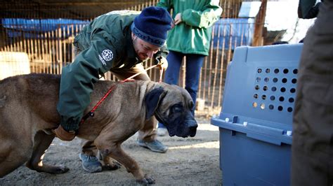 South Korea to ban eating dog meat | World News | Sky News