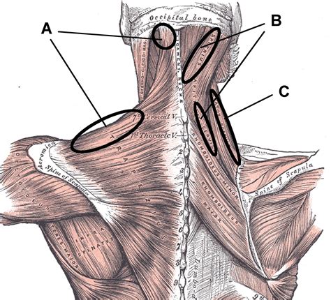 Neck And Shoulder Anatomy Diagram Back Muscles Anatom - vrogue.co