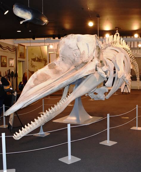 Sperm Whale Skull