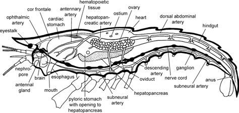 Crayfish Diagram For Kids