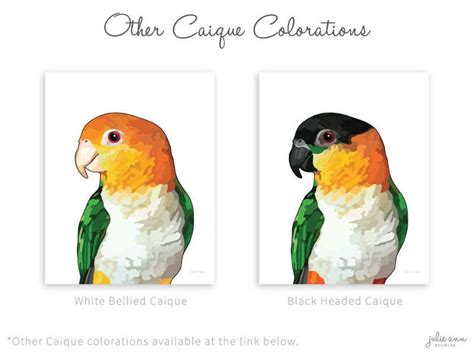 Black Headed Caique Caique Print Parrot Memorial White - Etsy