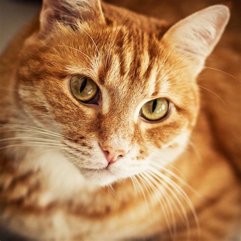 Chip by Alexander Mullin | 500px | Orange tabby cats, Tabby cat names, Orange cats