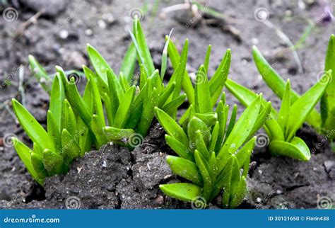 Growing Plants From Seeds Stock Photo - Image: 30121650