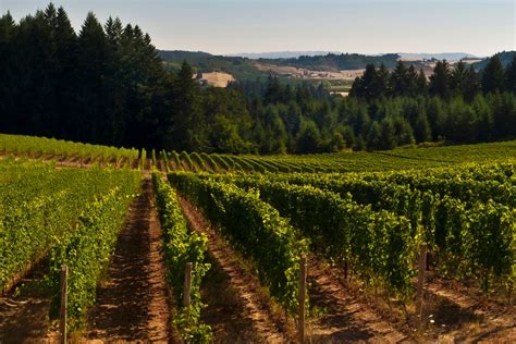 10 Willamette Valley Wineries For Newcomers To Oregon Wines - WineCountry.com