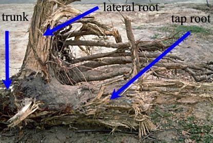 Root depth - Root growth after planting - Roots - Landscape plants ...