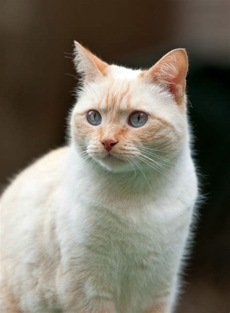 White And Orange Siamese Cat