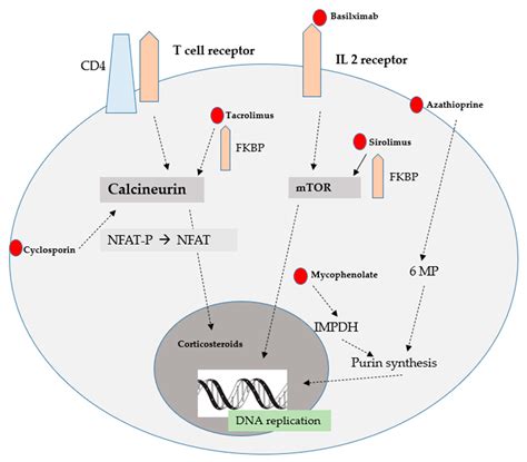 IJMS | Free Full-Text | Current Status Regarding Immunosuppressive Treatment in Patients after ...