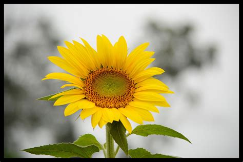 Yellow Sunflowers Set, 10 Photo Graphic by cristycomm · Creative Fabrica