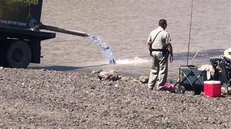 Fish Stocking in Kaibab Lake, Williams AZ