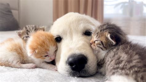 Golden Retriever Puppy and Tiny Kittens [Cuteness Overload] - Dog News Web