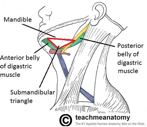 The Submandibular Gland - Structure - Vasculature - Innervation - TeachMeAnatomy