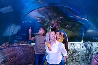 Meet our Sharks | SEA LIFE at Mall of America