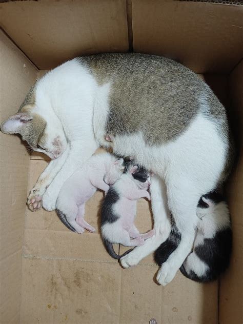 Sleeping Kitten with Their Mother in a Box Stock Photo - Image of ...