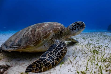 Green Sea Turtle Facts - CRITTERFACTS