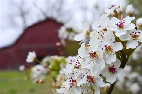 Spring in Tennessee | Flowers, Plants, Spring