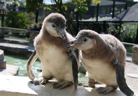 Humboldt Penguin Chicks Stick Together at Paradise Park - ZooBorns