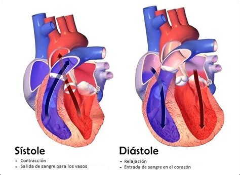 Cuadros comparativos entre sístole y diástole | Cuadro Comparativo