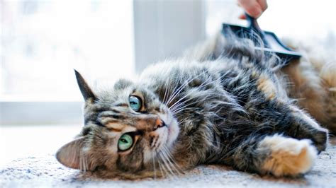 How to prevent and treat matted cat fur | PetsRadar