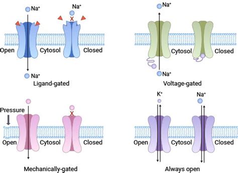 A Switch that Controls the Entry and Exit of Ions-CUSABIO