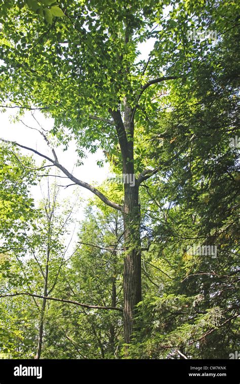 An American Chestnut tree that may be developing the blight Stock Photo - Alamy