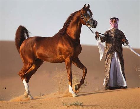 289 best Arabian Horses in the Desert images on Pinterest | Arabian ...