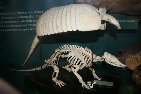 Nine-banded armadillo skeleton by artbyjrc on DeviantArt