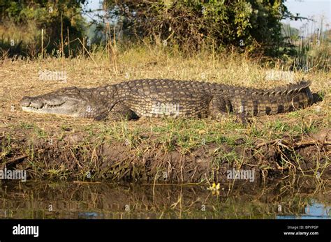 Reptiles of malawi hi-res stock photography and images - Alamy