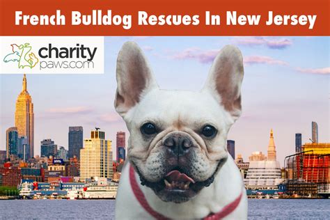 French Bulldog Rescues In New Jersey | Top 5 Rescues