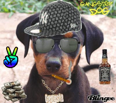 gangster dog Picture #109859278 | Blingee.com | Dog pictures, Dogs, Gangster