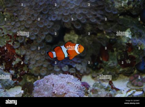 Clownfish in a saltwater reef aquarium Stock Photo - Alamy