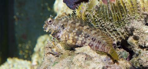 Lawnmower Blenny Diet | Tropical Fish Hobbyist Magazine