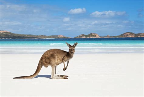 Your Guide to Kangaroo Island | Your Way To Travel