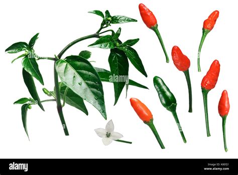 Pequin or piquin chile pepper, plant,fruits, blossom. Exploded view (elements) Clipping path for ...