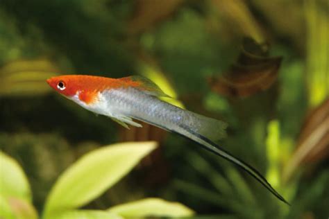 How to Breed Swordtail Fish in Your Own Aquarium