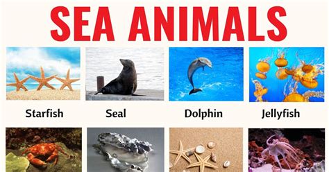 Sea Animals: List of 20+ Interesting Sea, Ocean Animals with the ...